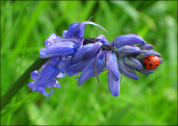 may-flowers-bug