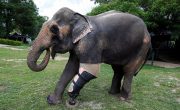 В Таиланде для травмированной слонихи сконструировали протез