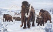 Ученые узнали, что вызвало массовую гибель мамонтов