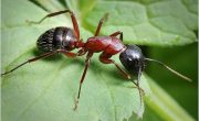 Биологи узнали секрет прекрасной способности к навигации у муравьев