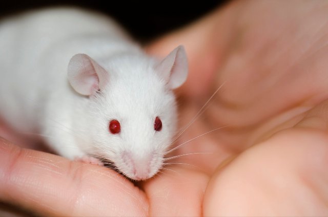 Исследователи используют нанороботов для уничтожения опухолей у мышей