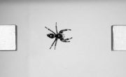 Ученые изучают прыгающих пауков для создания гибких роботов
